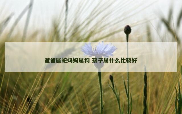 爸爸属蛇妈妈属狗 孩子属什么比较好