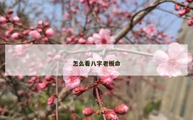 怎么看八字老板命