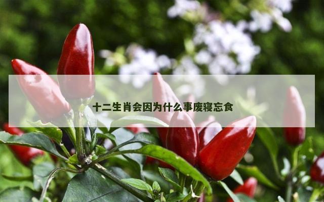 十二生肖会因为什么事废寝忘食
