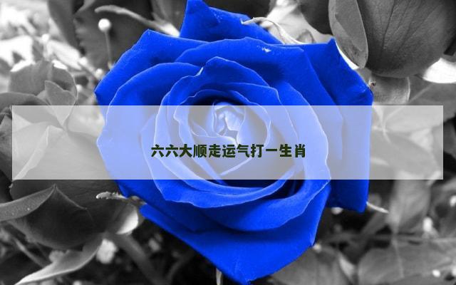 六六大顺走运气打一生肖