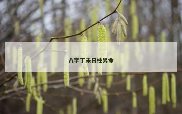 八字丁未日柱男命