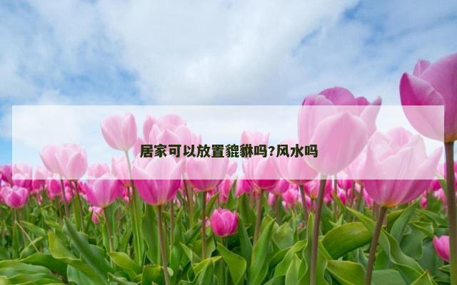 居家可以放置貔貅吗?风水吗