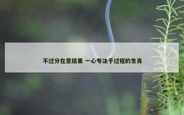 不过分在意结果 一心专注于过程的生肖