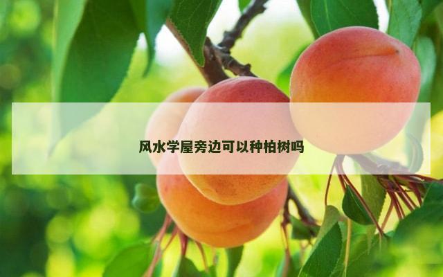 风水学屋旁边可以种柏树吗
