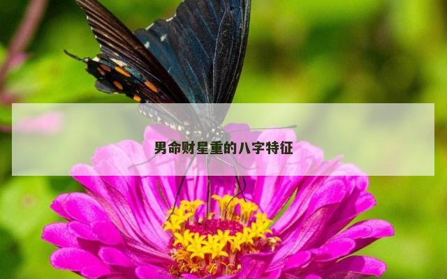 男命财星重的八字特征