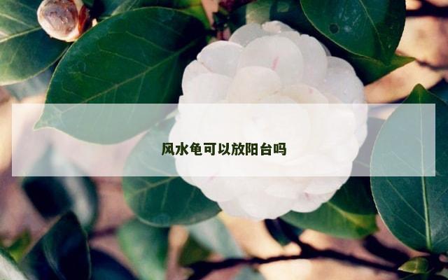 风水龟可以放阳台吗