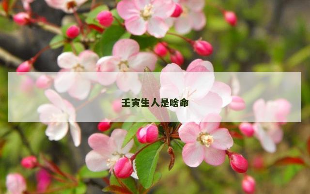 壬寅生人是啥命