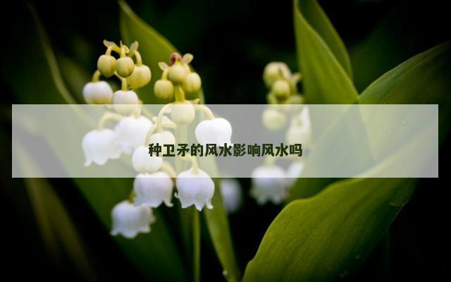 种卫矛的风水影响风水吗