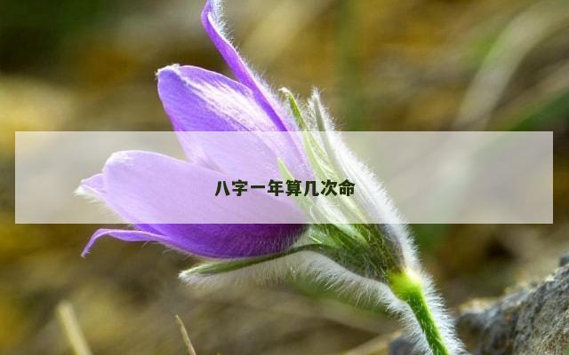 八字一年算几次命