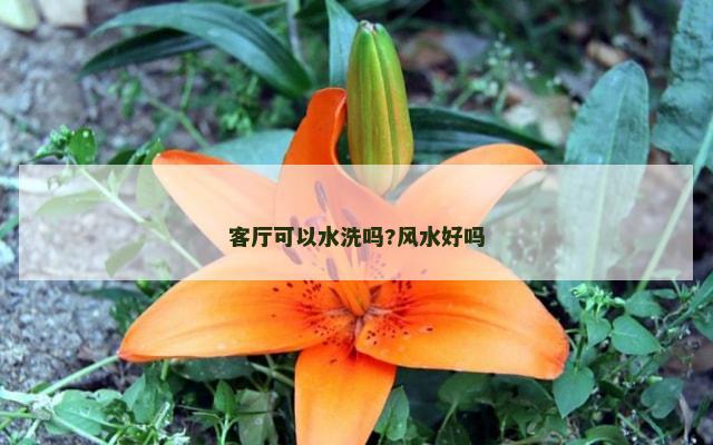 客厅可以水洗吗?风水好吗