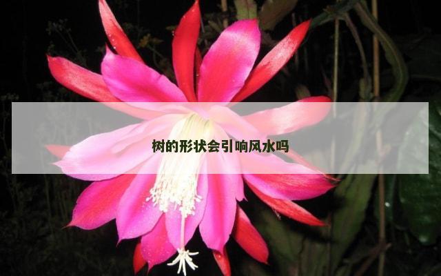 树的形状会引响风水吗