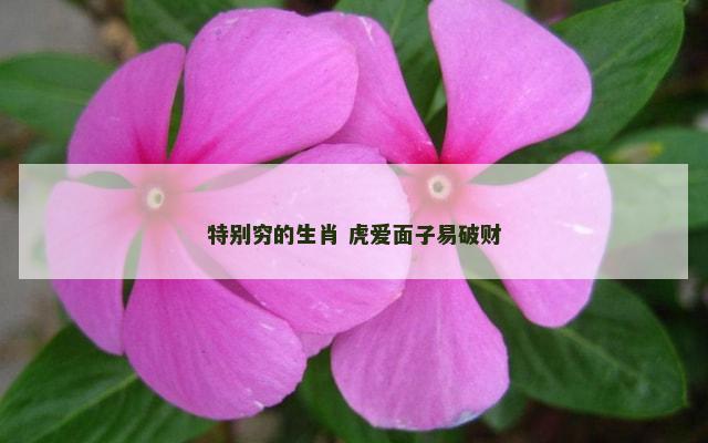 特别穷的生肖 虎爱面子易破财