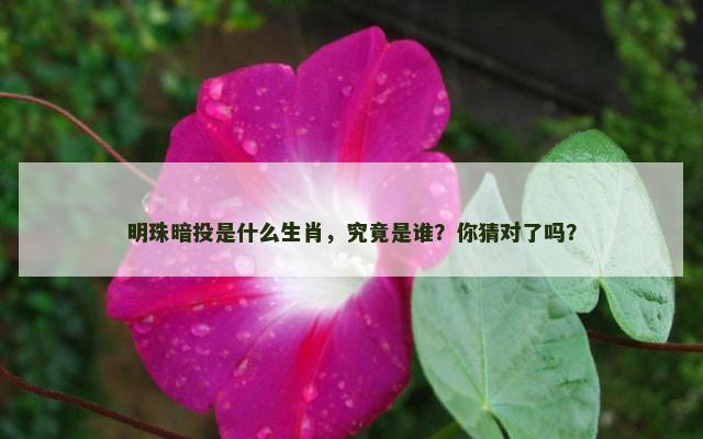 明珠暗投是什么生肖，究竟是谁？你猜对了吗？