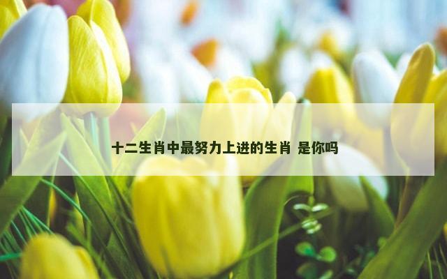 十二生肖中最努力上进的生肖 是你吗