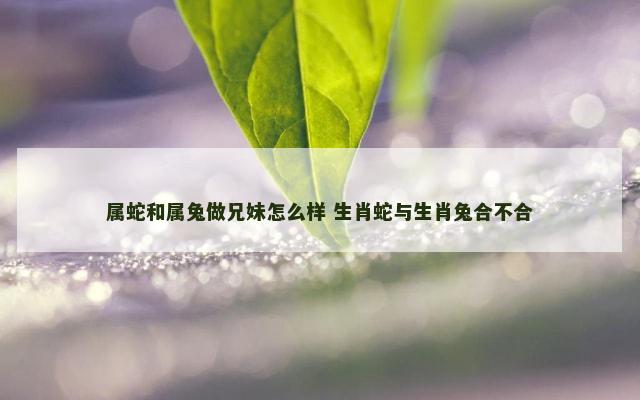 属蛇和属兔做兄妹怎么样 生肖蛇与生肖兔合不合