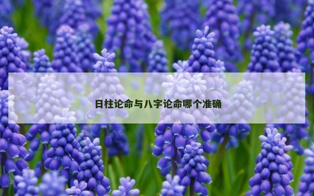 日柱论命与八字论命哪个准确
