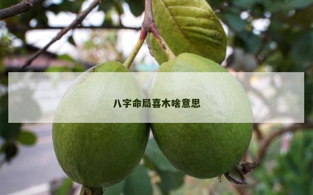 八字命局喜木啥意思
