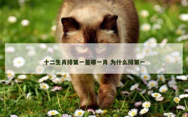 十二生肖排第一是哪一肖 为什么排第一