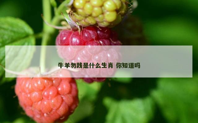 牛羊勿践是什么生肖 你知道吗