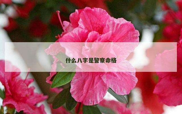 什么八字是警察命格