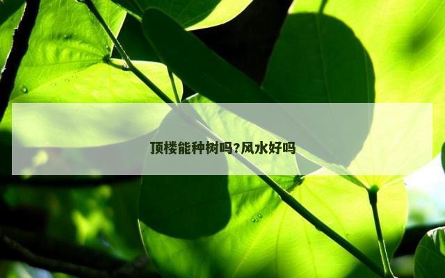 顶楼能种树吗?风水好吗