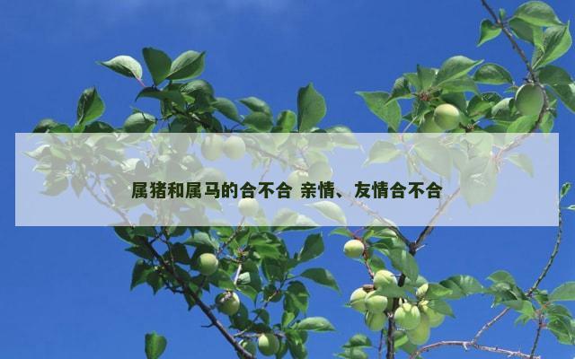 属猪和属马的合不合 亲情、友情合不合