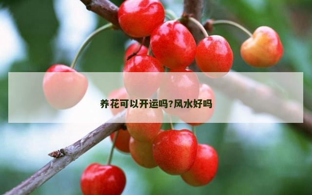 养花可以开运吗?风水好吗