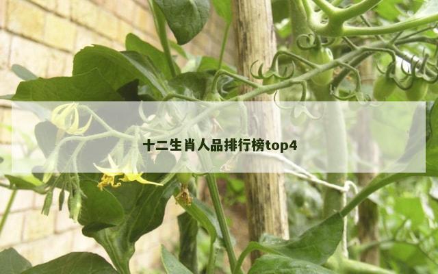 十二生肖人品排行榜top4