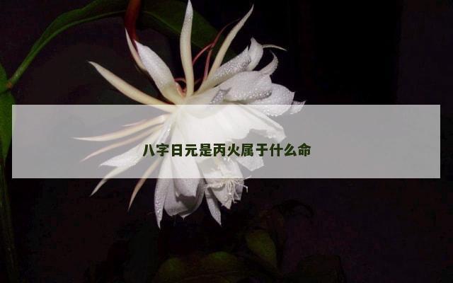 八字日元是丙火属于什么命