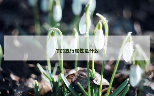 子的五行属性是什么