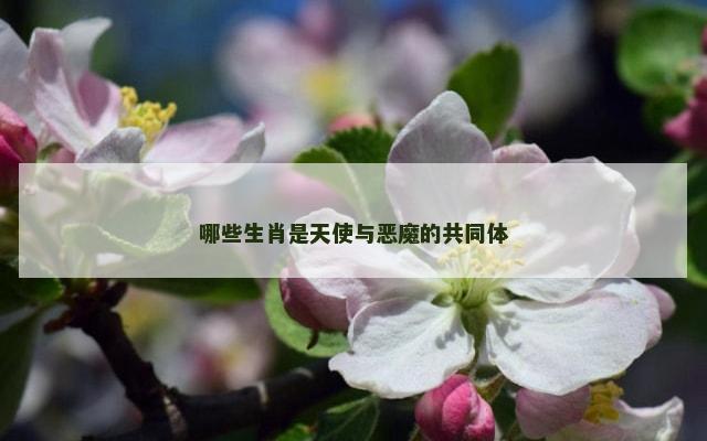哪些生肖是天使与恶魔的共同体