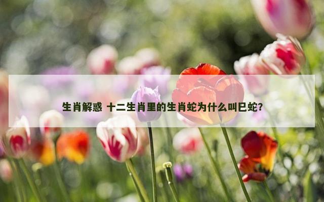 生肖解惑 十二生肖里的生肖蛇为什么叫巳蛇？