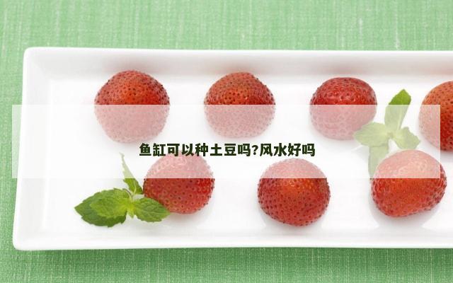鱼缸可以种土豆吗?风水好吗
