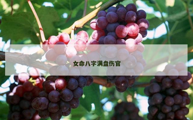 女命八字满盘伤官