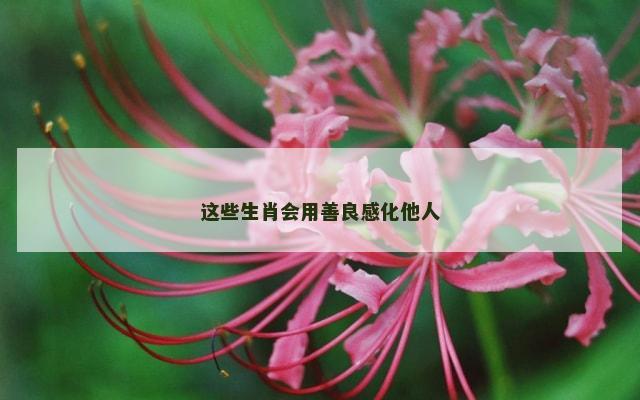 这些生肖会用善良感化他人