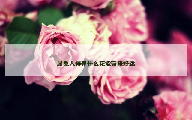 属兔人得养什么花能带来好运