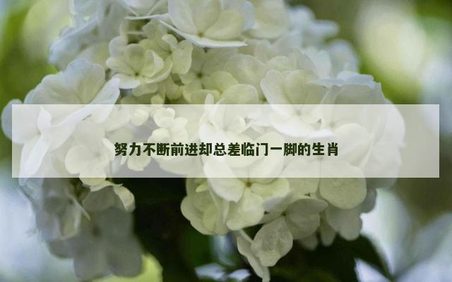 努力不断前进却总差临门一脚的生肖