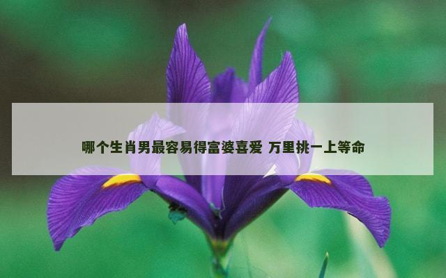 哪个生肖男最容易得富婆喜爱 万里挑一上等命