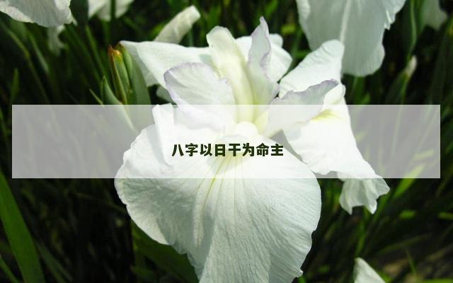 八字以日干为命主