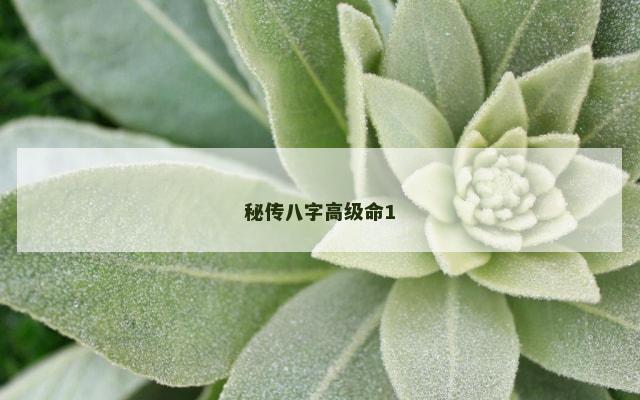 秘传八字高级命1