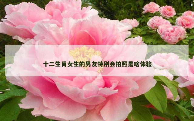 十二生肖女生的男友特别会拍照是啥体验