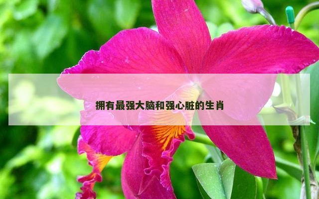 拥有最强大脑和强心脏的生肖