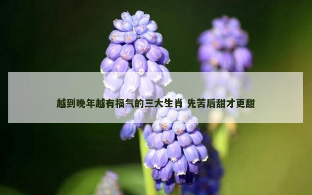 越到晚年越有福气的三大生肖 先苦后甜才更甜