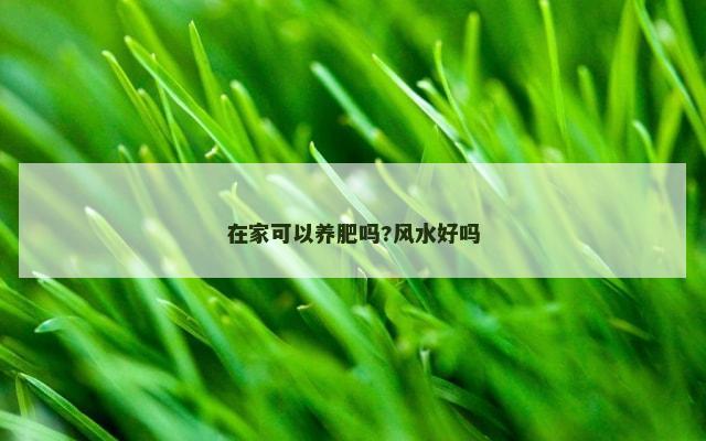 在家可以养肥吗?风水好吗