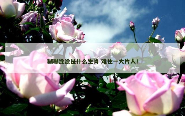 糊糊涂涂是什么生肖 难住一大片人！