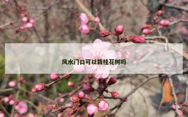 风水门口可以栽桂花树吗