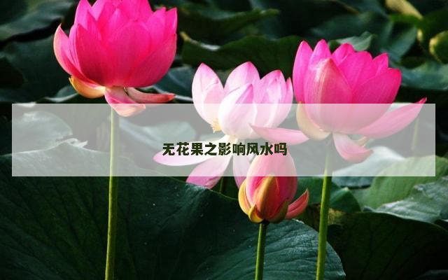 无花果之影响风水吗