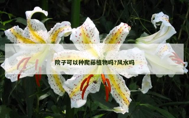 院子可以种爬藤植物吗?风水吗