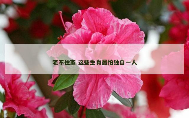 宅不住家 这些生肖最怕独自一人