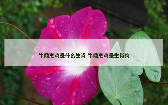 牛鼎烹鸡是什么生肖 牛鼎烹鸡是生肖狗
